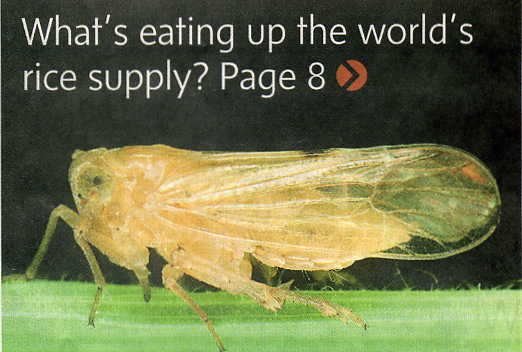 Locust