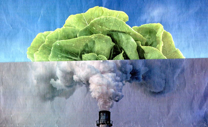 CO2smokeLettuce