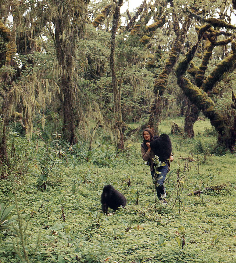 Rwanda Fossey BkNG